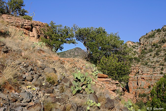 Arched Trees